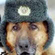 Путешественник